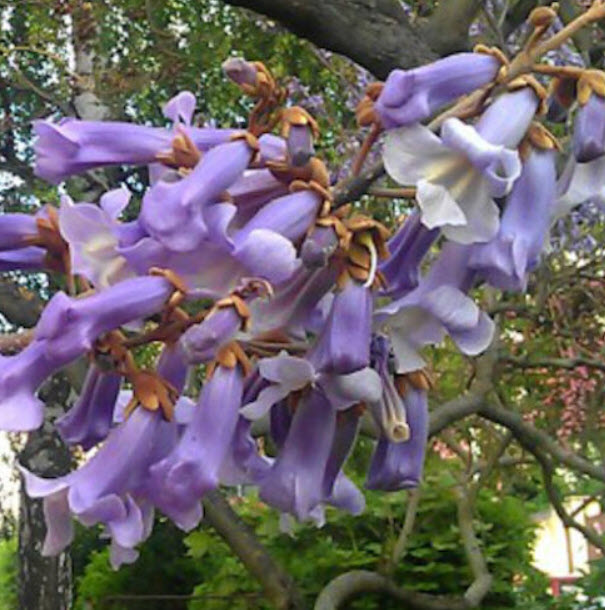 (ขายส่ง) พอโลเนีย เพาโลเนีย (Paulownia) หรือเจ้าหญิง / 1,000 เม็ด (USA)