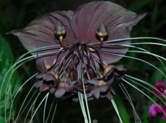 ว่านค้างคาวดำ / 200 เม็ด