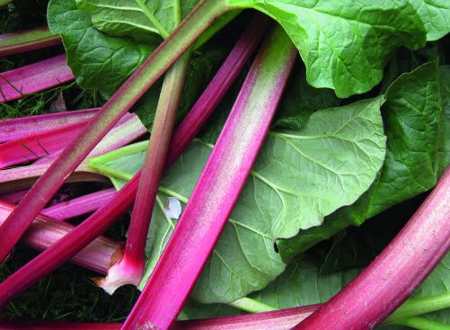 เทอร์นิพ (Turnip Greens) / 25 เม็ด (Hungary)