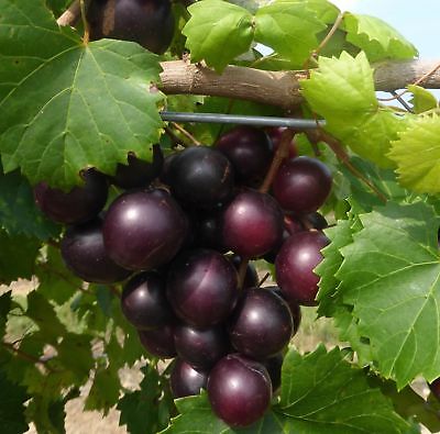 องุ่นมัสคาดีนดำ (Black Mascadine Grape) / 5 เม็ด (USA)