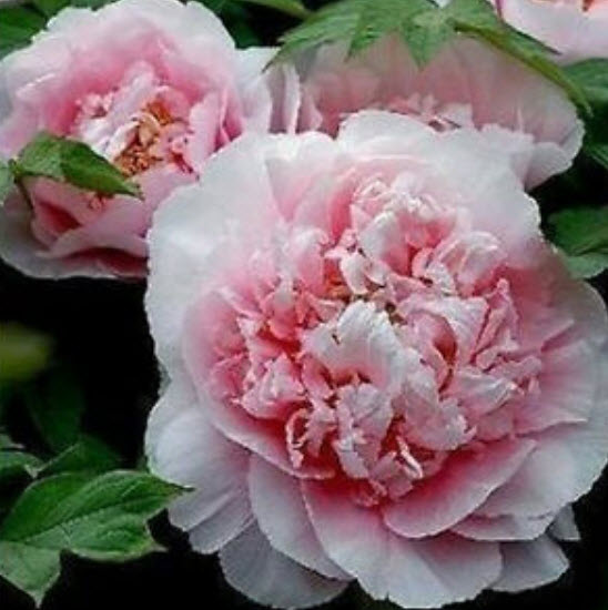 โบตั๋น (Peony) ชมพู / 20 เม็ด (นอก)