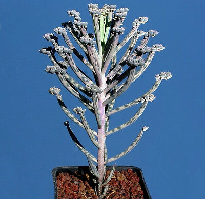 Kalanchoe Tubiflora (Mother of Thousands) / 5 เม็ด (USA)