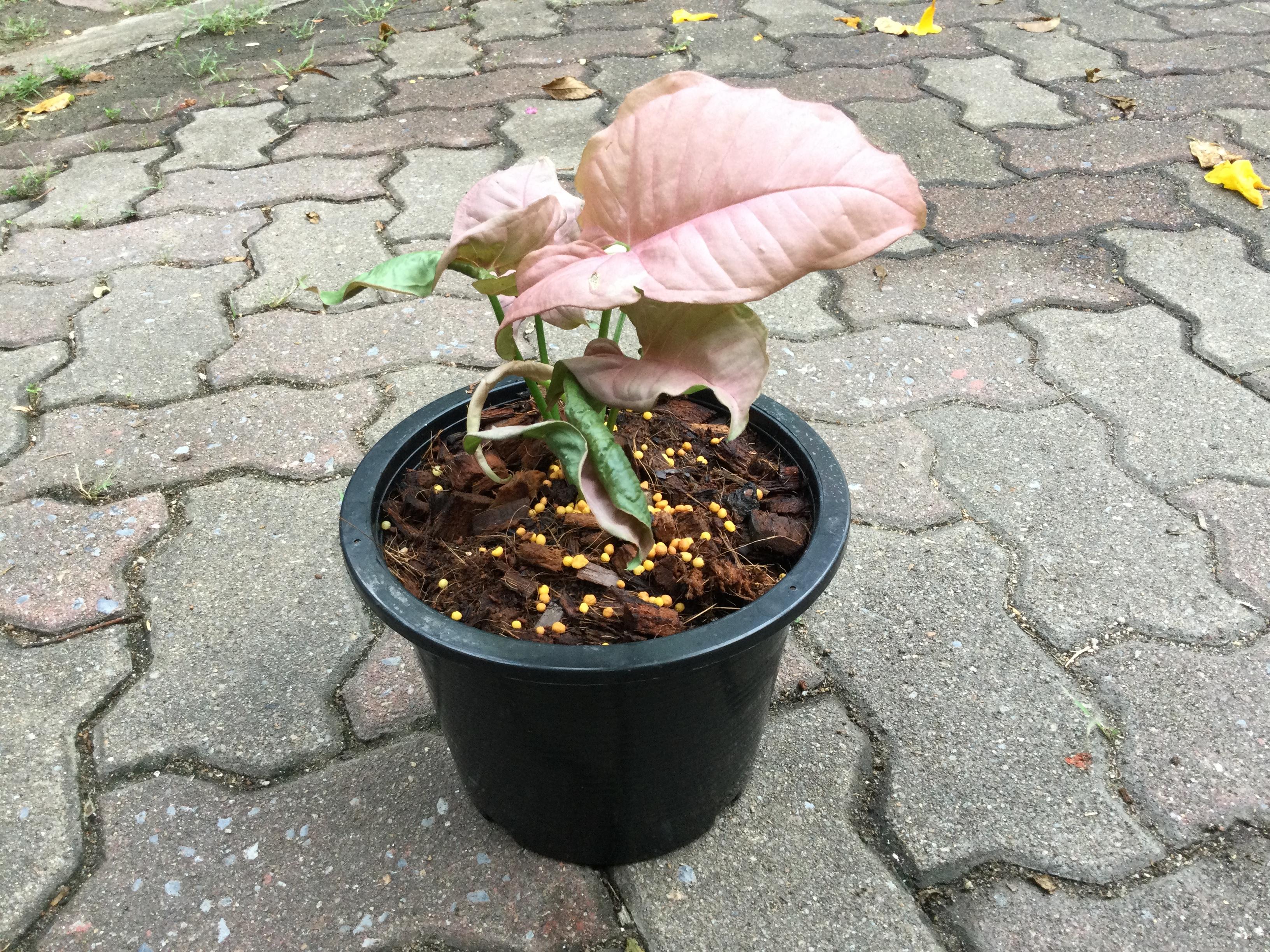 ต้นออมชมพูด่าง กระถาง 8 นิ้ว