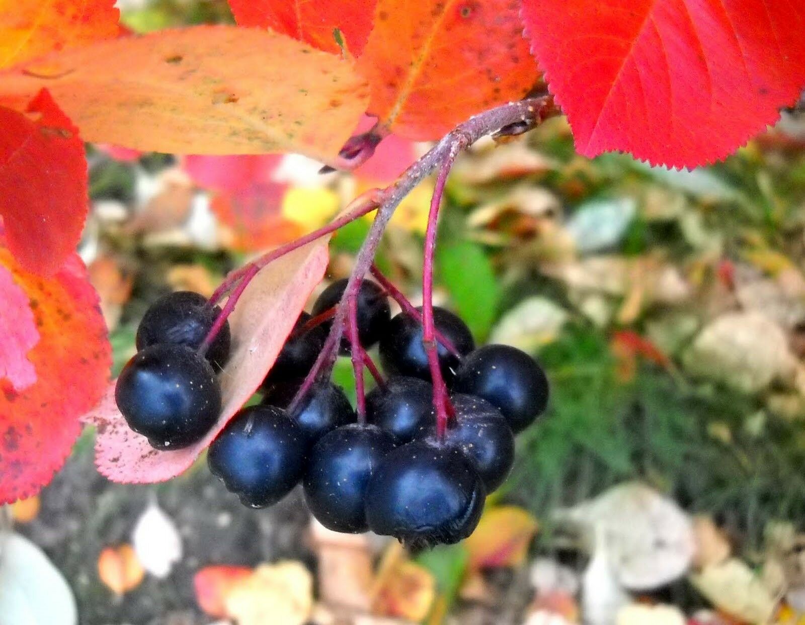 อโรเนีย หรือโช้คเบอรี่ (Aronia / Chokeberry) / 25 เม็ด (Serbia)