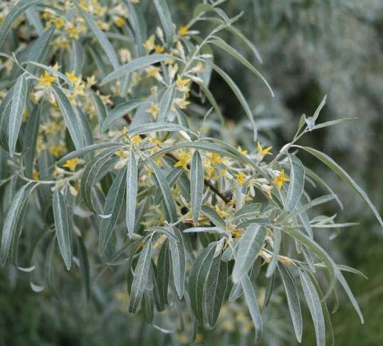 ซิลเวอร์ เบอรี่ หรือมะกอกรัสเซีย (Russian Olive / Silver berry) / 5 เม็ด (Spain)