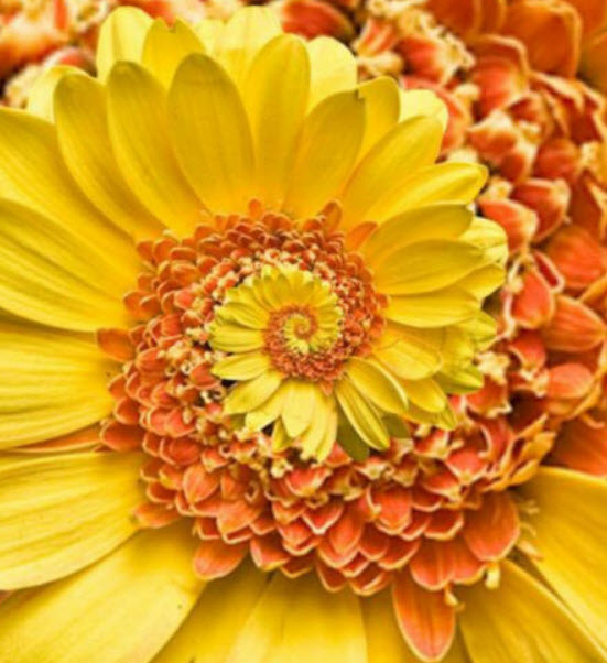 มิราเคิล เดซี่ (Miracle Daisy) สีเหลือง-ส้ม / 100 เม็ด
