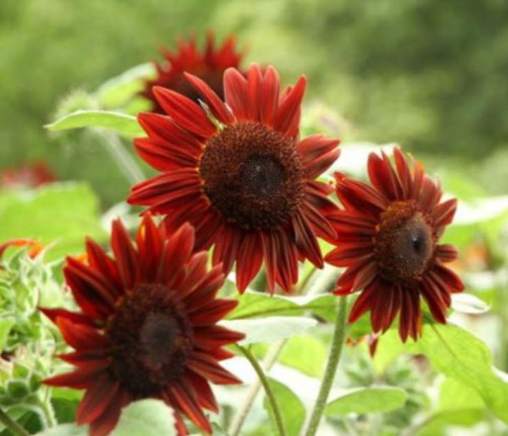 ทานตะวัน ดอกสีแดง (Sunflower red) / 30 เม็ด