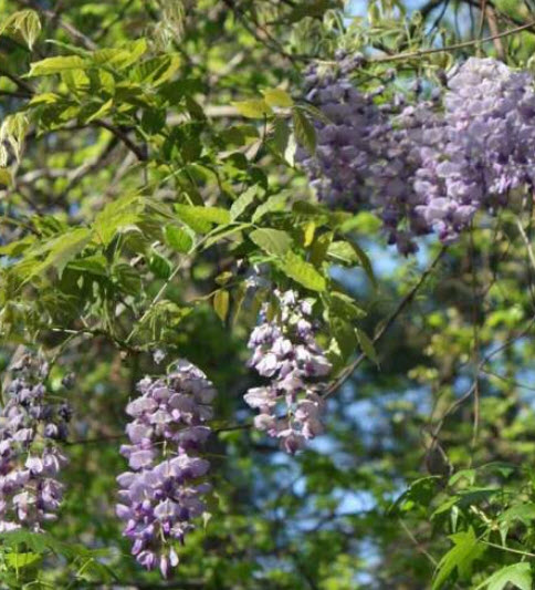 ต้นวิสทีเรีย (Wisteria) วิสเทียเรีย วีสเตียเรีย กระถาง 10 นิ้ว ไม้เถาเลื้อย