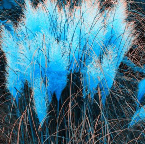 หญ้าภูเขา (Pampas Grass) สีฟ้า / 400 เม็ด*