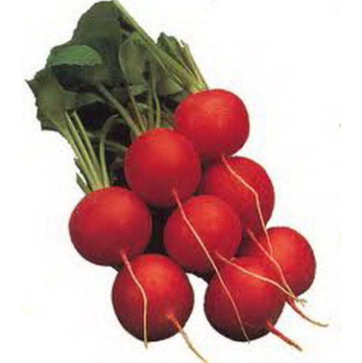 หัวไชเท้าแดง หัวใหญ่ / 500 เม็ด (Serbia)
