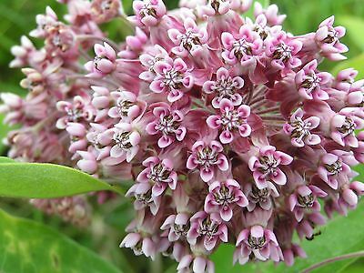 มิลค์หวีด ชมพู (Pink Common Milkweed) / 50 เม็ด (USA)