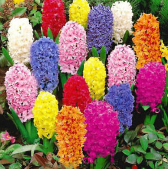 ไฮยาซินธ์ / ผีกตบชวา (Hyacinth) คละสี / 300 เม็ด