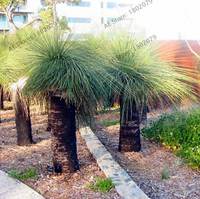 หญ้าออสเตรเลีย (Australian grass) / 100 เม็ด