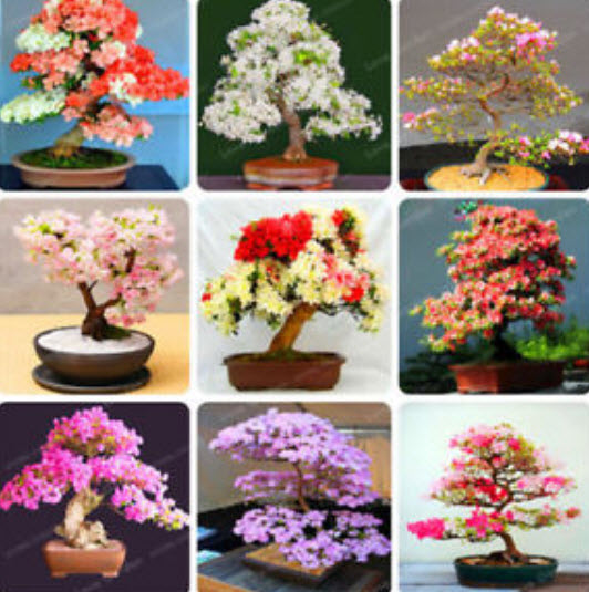 ซากูระ บอนไซ (Sakura bonsai) คละ / 20 เม็ด