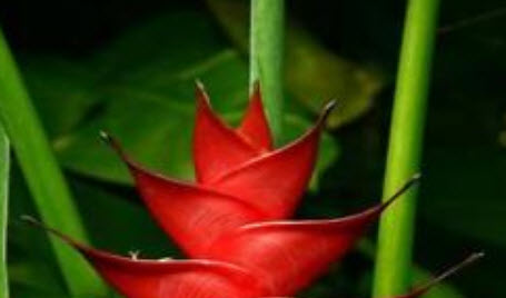 เฮลิโคเนีย (Heliconia) สีแดงกุหลาบ / 25 เม็ด