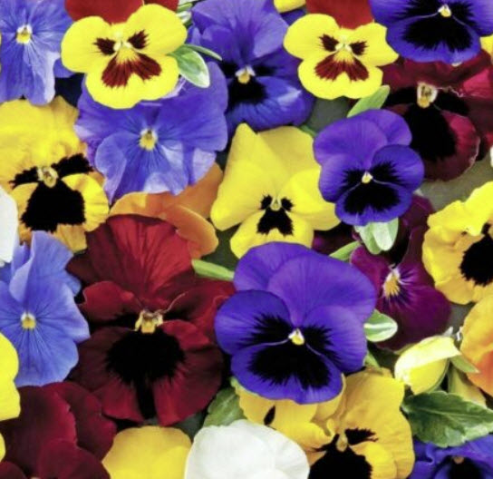 แพนซี เท็มโป้ (Pansy Tempo) คละ / 300 เม็ด (UK)