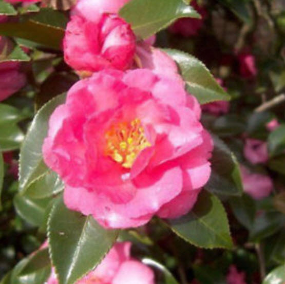 คามิเลีย (Camellia) / 10 เม็ด
