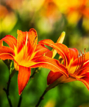 เดย์ลิลี่ (Daylily) สีส้ม / 50 เม็ด (China)