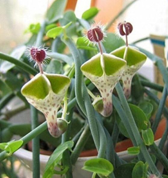 สายป่านดวงใจ (Ceropegia Woodii) / 5 เม็ด (Germany)