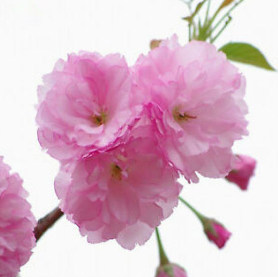 ซากุระต้น (Sakura) ชมพู / 20 เม็ด