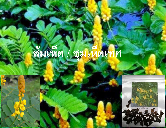 ชุมเห็ดเทศ ส้มเห็ด ขี้คาก ลับหมื่น ซองละ 40 เม็ด พืชสมุนไพรสารพัดประโยชน์