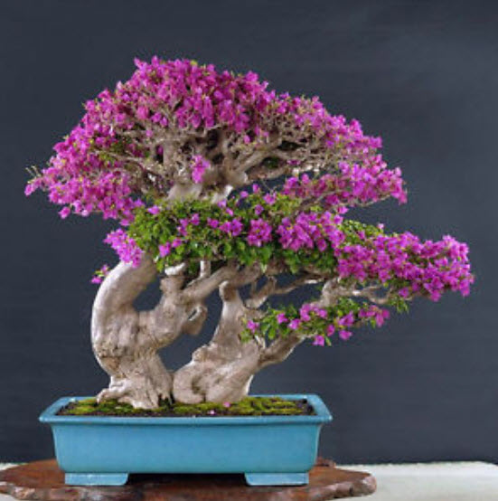 เฟื่องฟ้า (Bougainvillea) คละสี / 100 เม็ด (China)