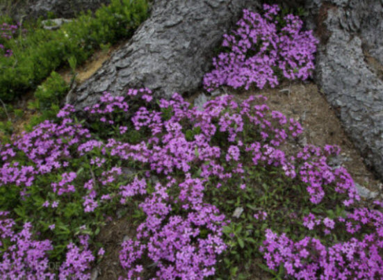 ร็อค โซปวอร์ท (Rock Soapwort / Saponaria Ocymoides) / 100 เม็ด (France) *