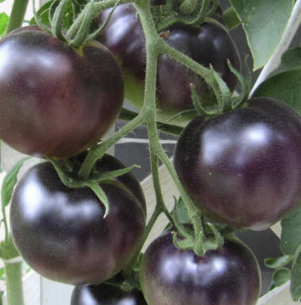 มะเขือเทศเชอรี่ดำ (Black Cherry Tomato) / 50 เม็ด (Croatia)*
