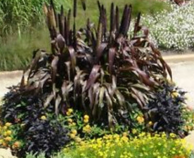 หญ้าหางหมาสีม่วง (Purple Majesty Millet) / 25 เม็ด