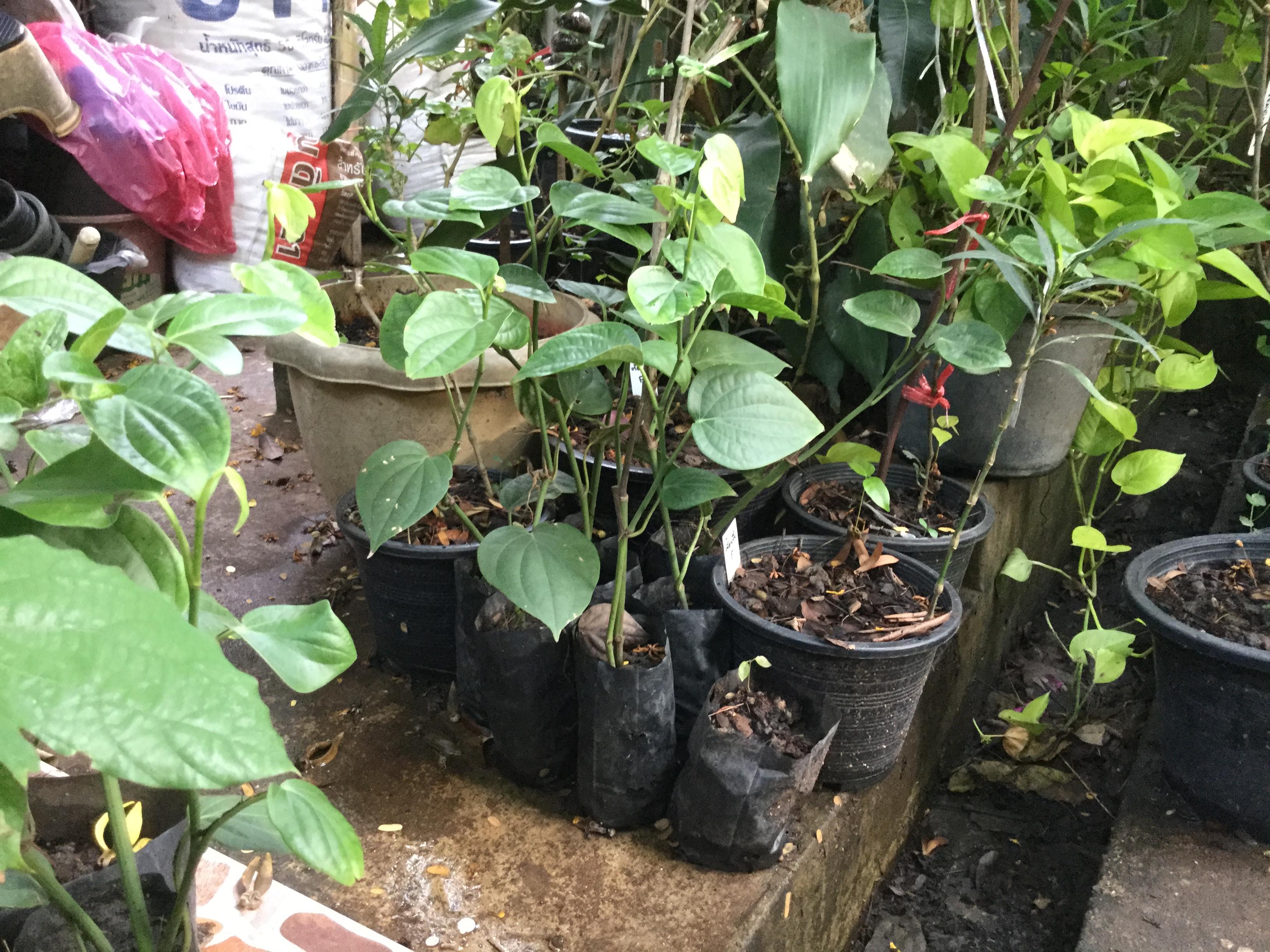 ต้นพริกไทยซีลอน (M) / ต้น