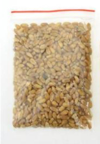 หญ้าแมว (Cat Grass) / 1600 เม็ด (นอก)