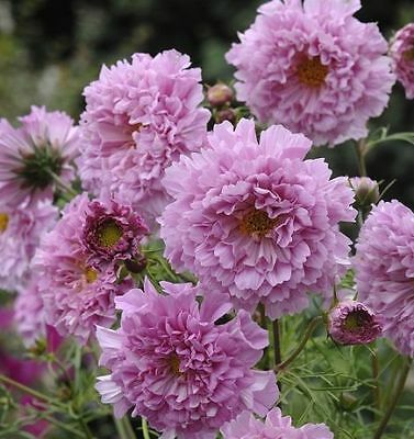 ดาวกระจายซ้อน โรส บอนบอน (Cosmos - Double Click Ros Bon Bon) / 20 เม็ด (UK)