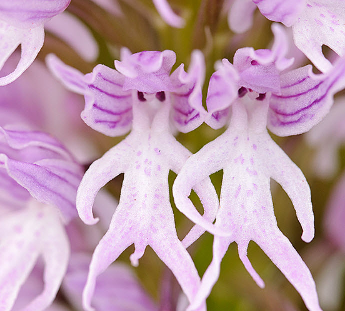 ดอกกล้วยไม้บุรุษเปลือย (Orchis Italica) / 20 เม็ด