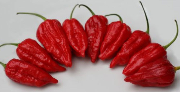 พริก Savina Habanero แดง / 100 เม็ด (Singapore)