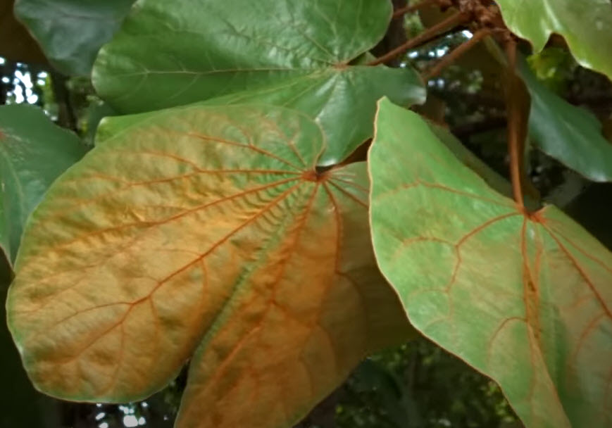 ต้นใบไม้สีทอง หรือย่านดาโอ๊ะ ไม้หายาก กระถาง 8 นิ้ว สูง 60-80 ซ.ม.