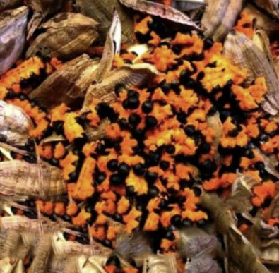 ปักษาสวรรค์ (Bird of Paradise) คละ / 25 เม็ด (China)