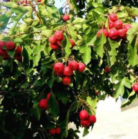 Hawthorn (ซานจา) / 50 เมล็ด