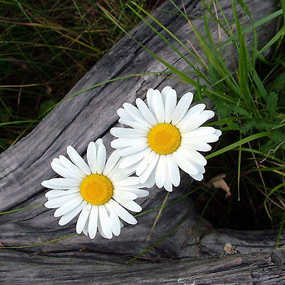 เยอรมัน คาโมมายล์ (German Chamomile) / 40,000 เม็ด (UK)