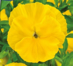 แพนซีดอกเหลือง (Pansy Swiss Giant) / 260 เม็ด (UK)