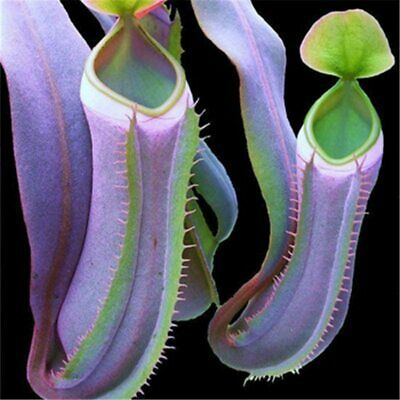 หม้อข้าวหม้อแกงลิง (Nepenthes) คละ / 100 เม็ด (Russia)