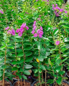 ต้นยี่เข่ง สีชมพู ถุงดำ สูง 50-60 ซ.ม. / ต้น