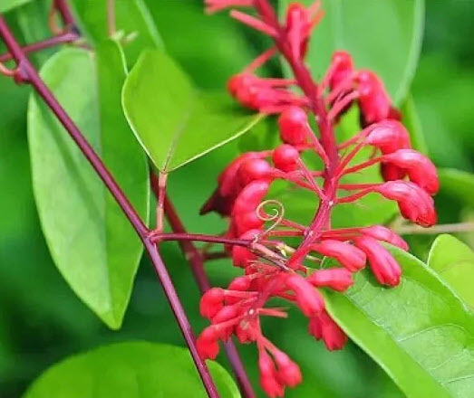 ต้นย่านางแดง กระถาง 6 ริ้ว สูง 20-30 ซ.ม. / ต้น