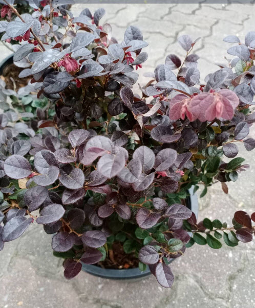 ต้นหงส์ฟู่ (Chinese Fringe Flower) กระถาง 10 นิ้ว สูง 50-60 ซ.ม. / ต้น