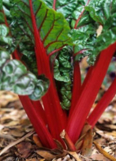 รูห์บาบ วิคตอเรีย (Rhubarb victoria) / 50 เม็ด (China)