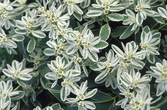 ยูฟอร์เบีย มาร์จินาต้า (Euphorbia Marginata) / ซอง 10 เม็ด (F001)