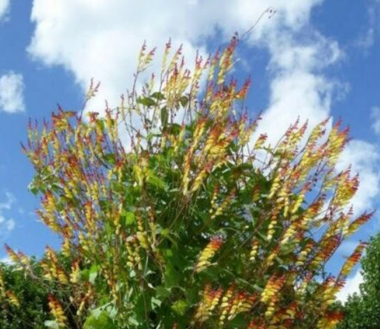 เขี้ยวมณี (Jungle Queen) / 20 เม็ด (Portugal)