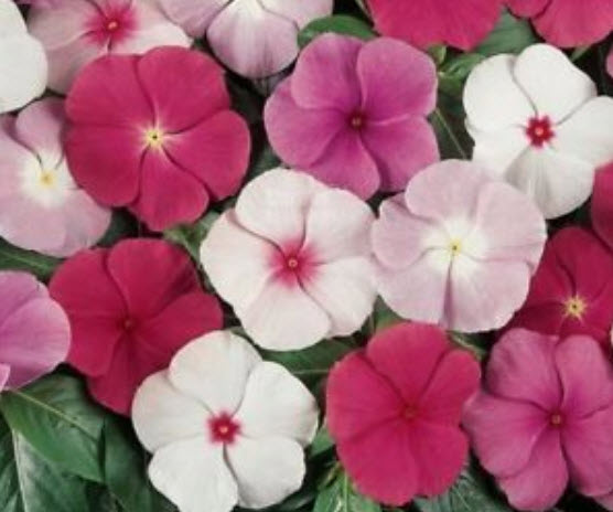 แพงพวย (Madagascar periwinkle) คละ / 20 เม็ด (Indonesia)