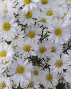 ต้นดอกคัตเตอร์สีขาว (White Cutter Flower) / ต้น