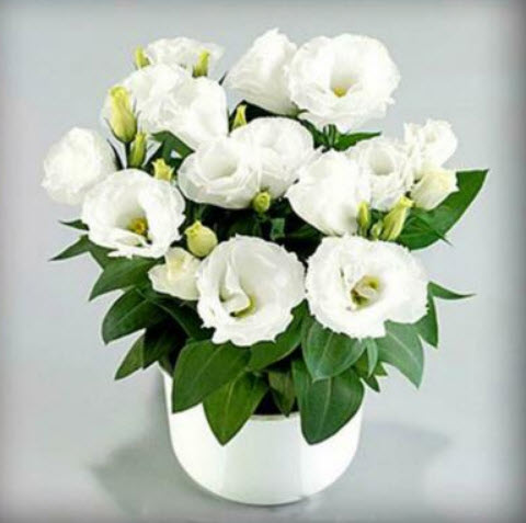 ไลซิแอนธัส (Lisianthus) สีขาว / 120 เม็ด