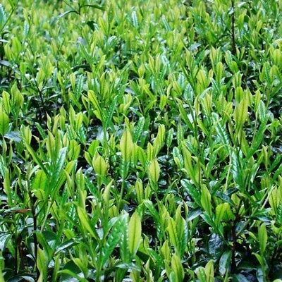 ชาเขียวจีน (Chinese Green tea) / 10 เม็ด (China)